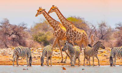 Ultimate African Adventure