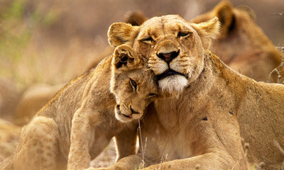 Grand South Africa