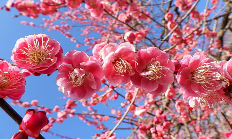 All-Inclusive Cherry Blossoms Cruise image 5