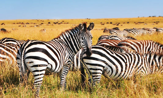 Kruger National Park & Mozambique image 2