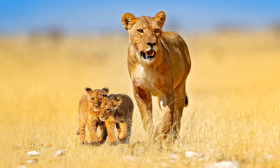 South African Discovery