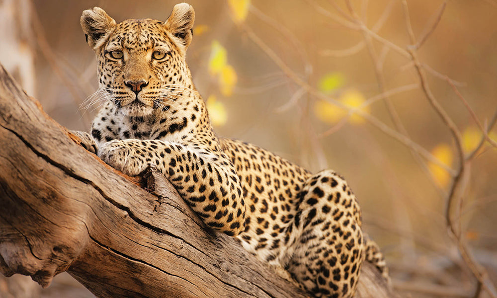 Leopard in Moremi Game Reserve, Botswana