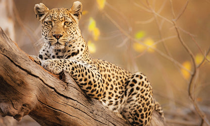 Leopard in Moremi Game Reserve, Botswana