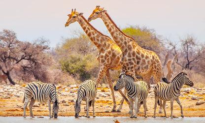 Hwange National Park