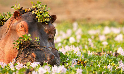 Hippo on the Zambezi River