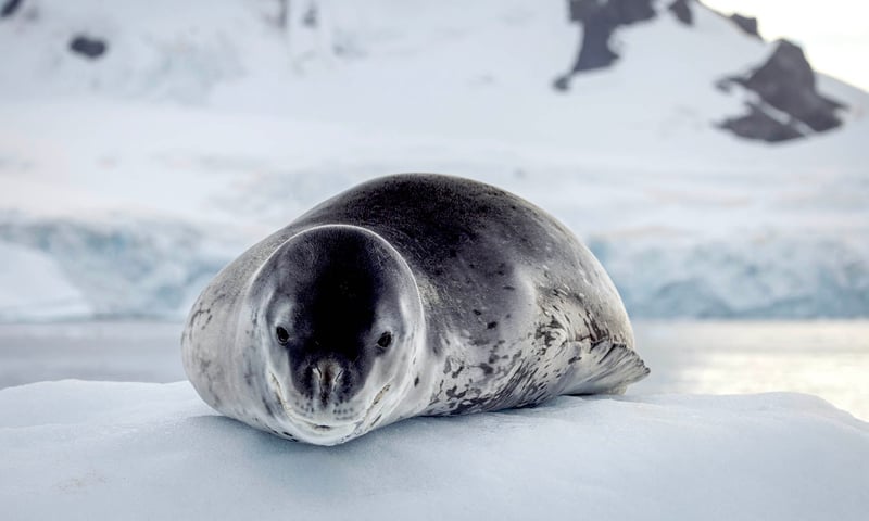 Swan Hellenic Luxury Antarctica image 4