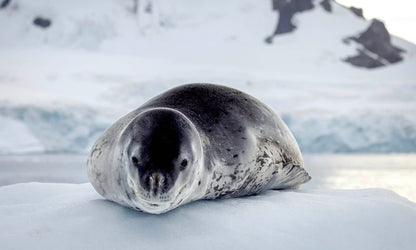 Swan Hellenic Luxury Antarctica image 4