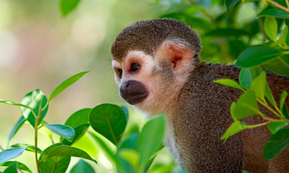 Wonders of Peru image 4