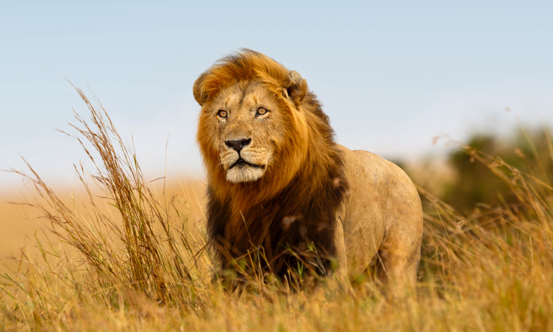 5-Star African Safari