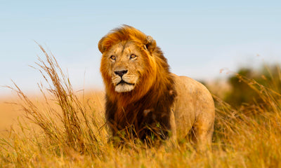 5-Star African Safari