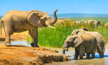 5-Star African Safari