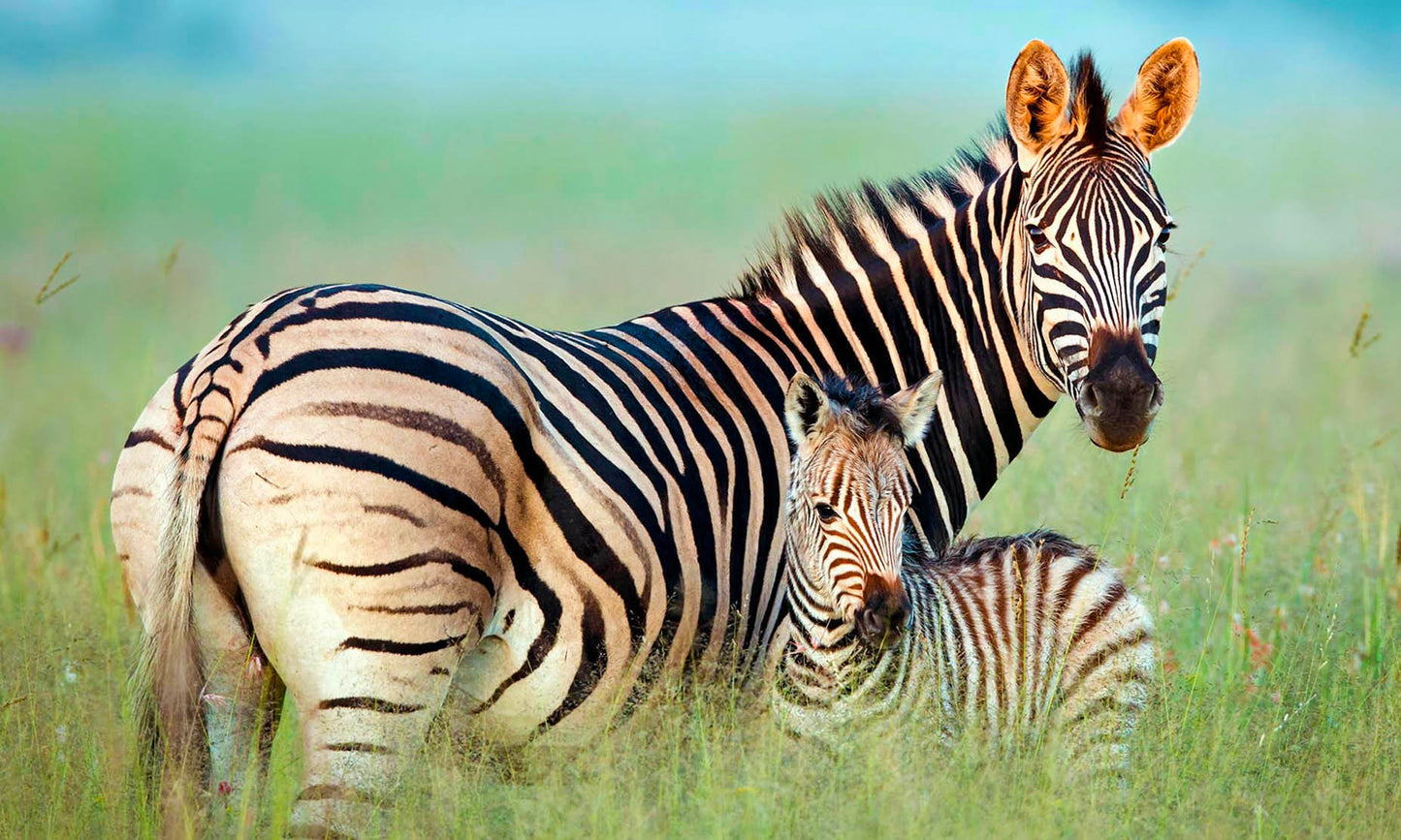 5-Star African Safari