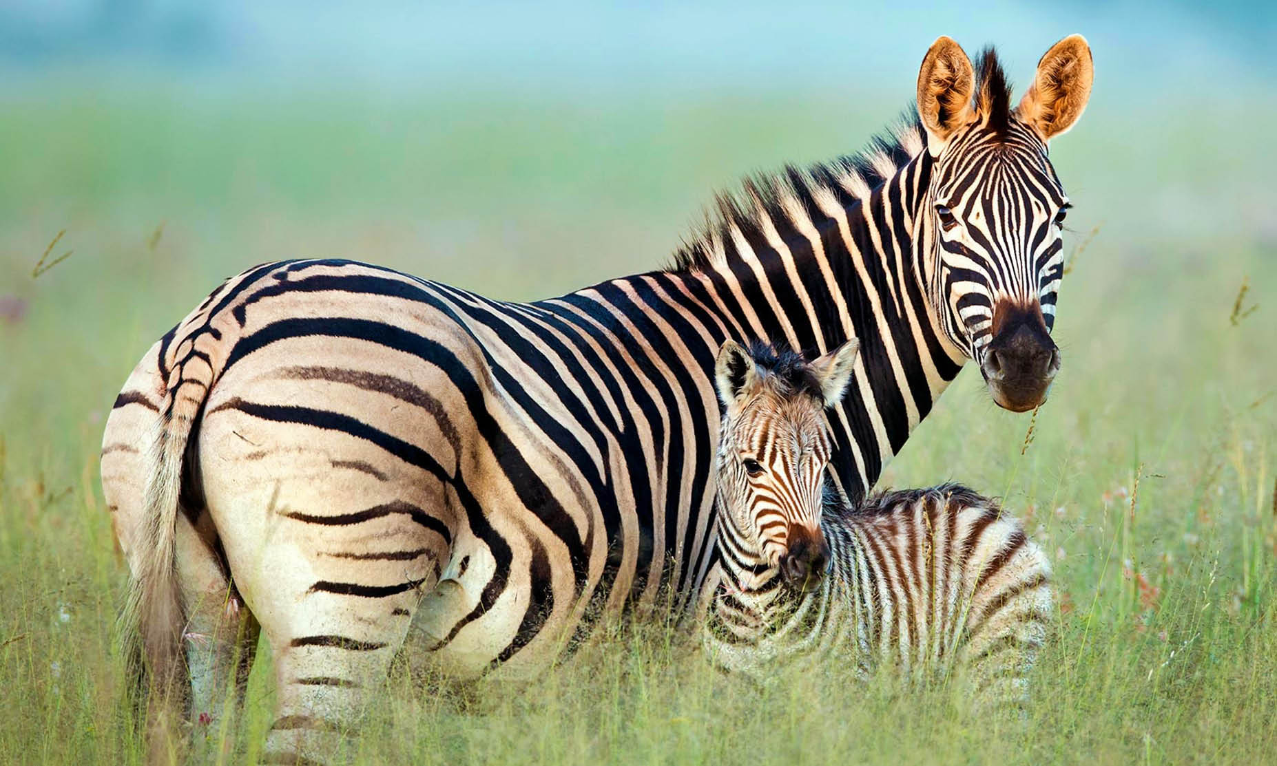 5-Star African Safari