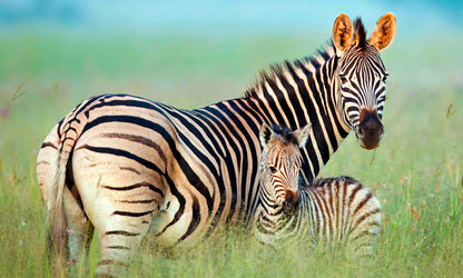 5-Star African Safari