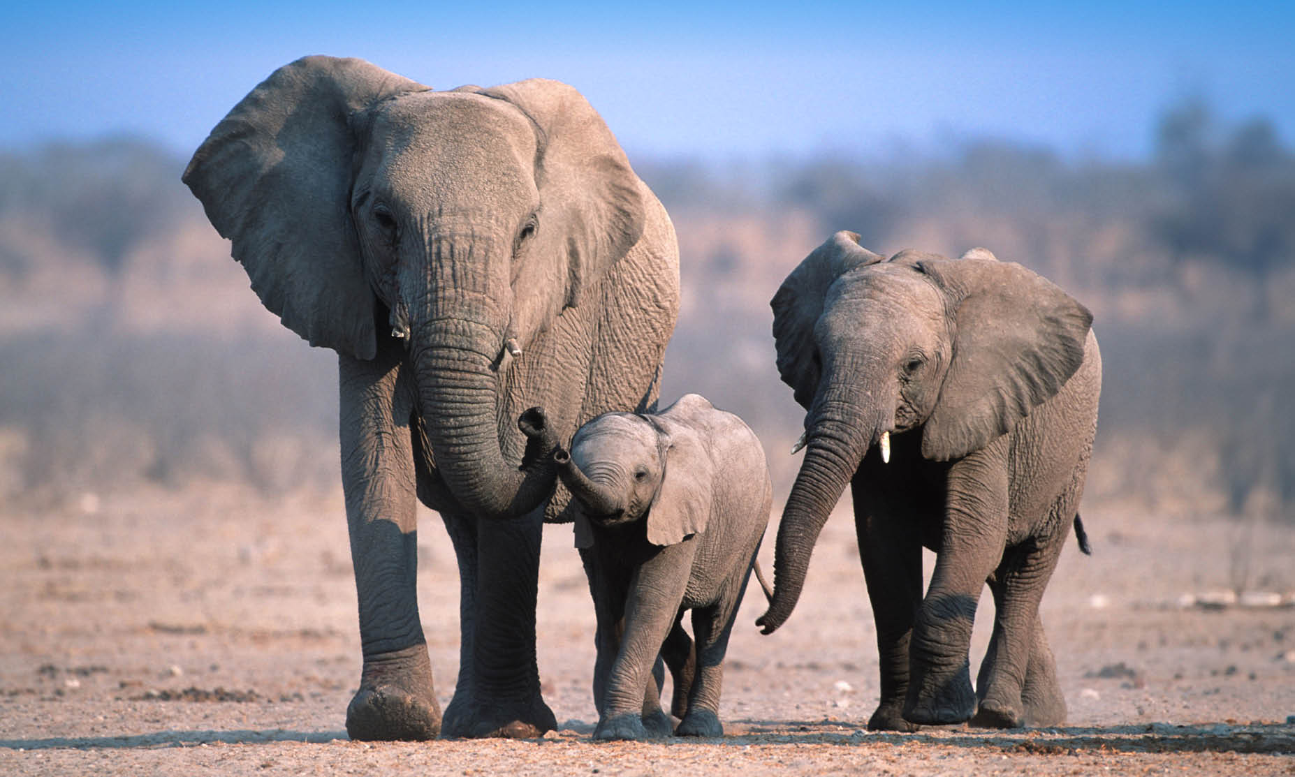 South Africa safari