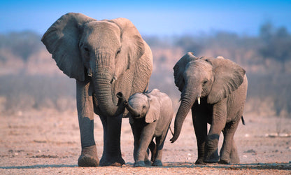 South Africa safari