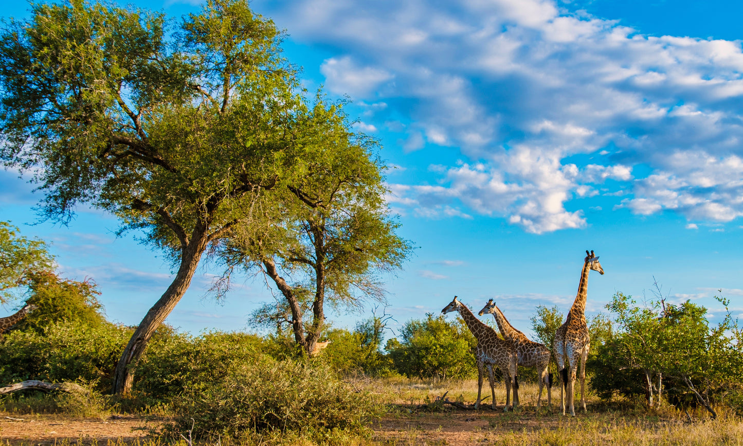 Giraffe on safari
