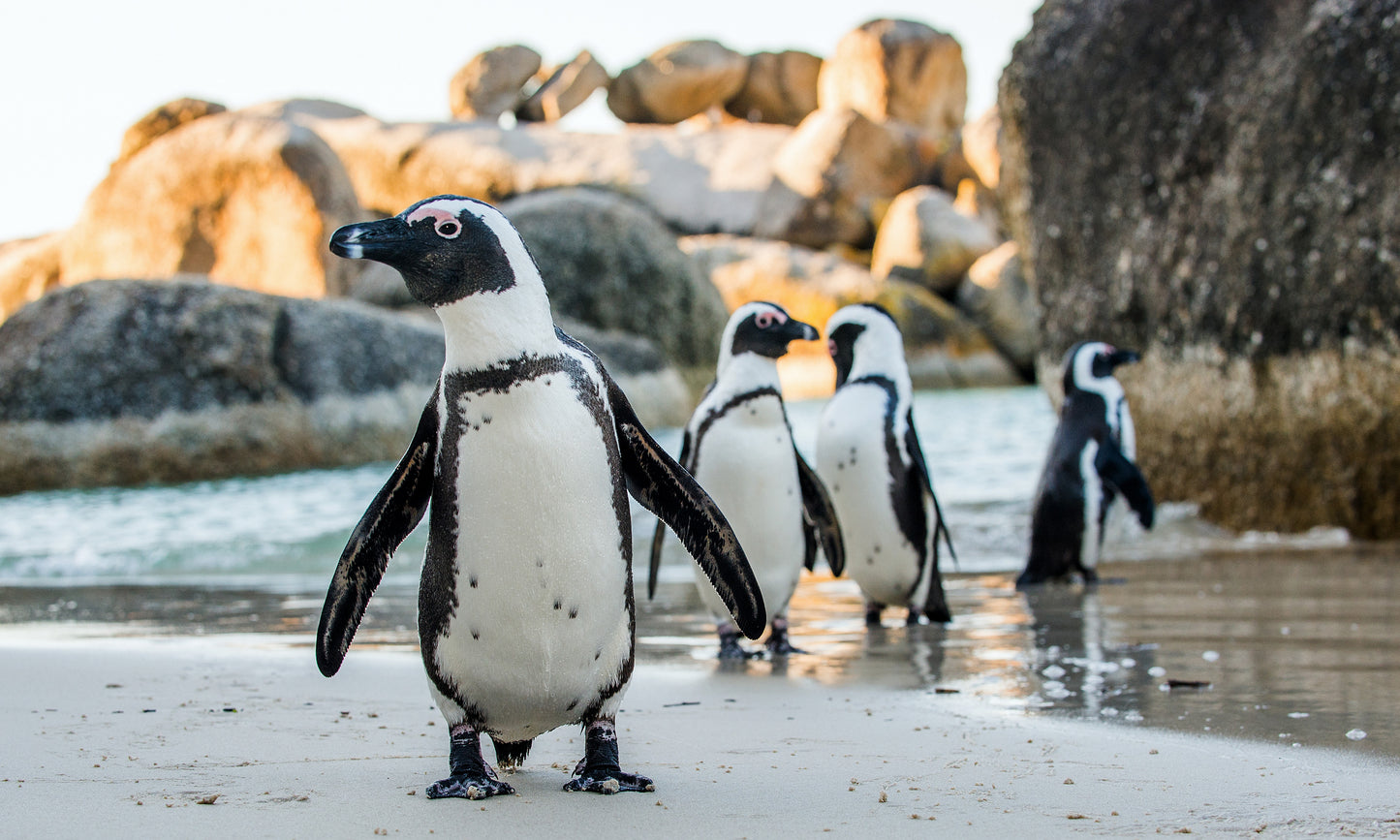 African penguins near Cape Town