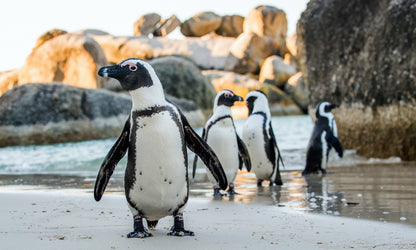 African penguins near Cape Town