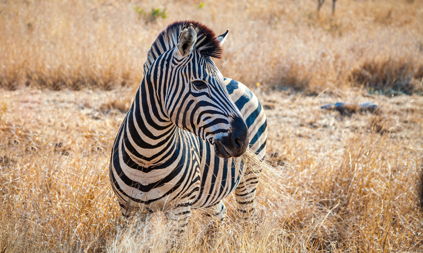 Zebra in Kruger National Park