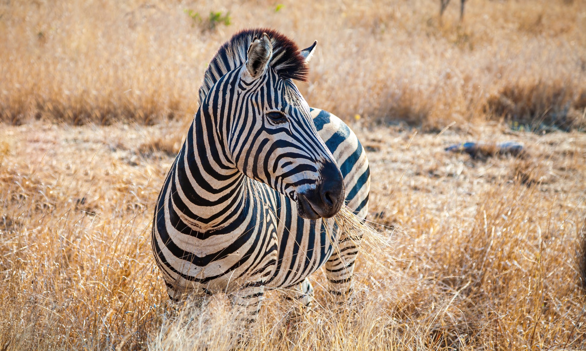 Zebra in Kruger National Park