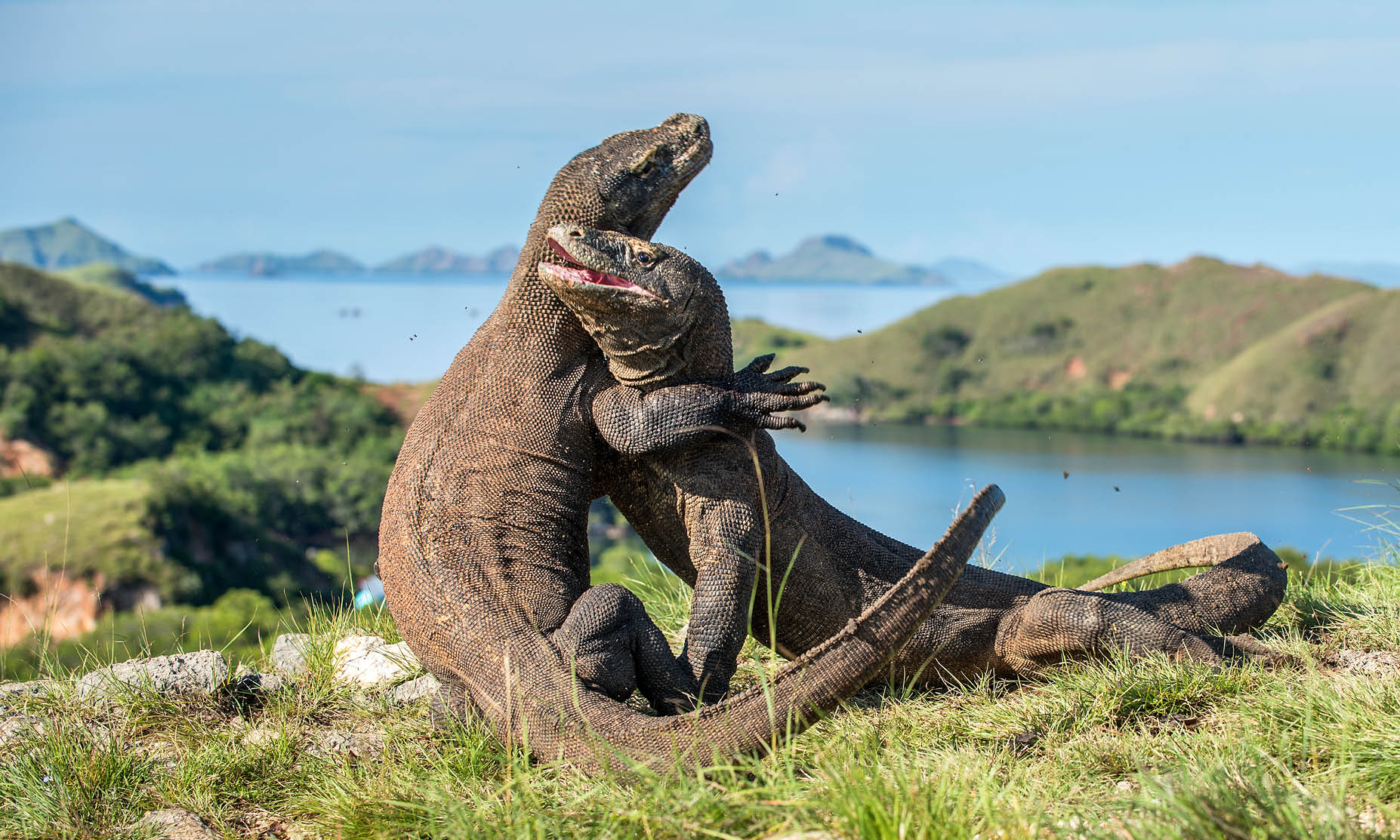 Indonesia Komodo and Flores Islands