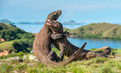 Indonesia Komodo and Flores Islands