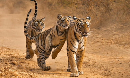 Bengal tigers Ranthambore