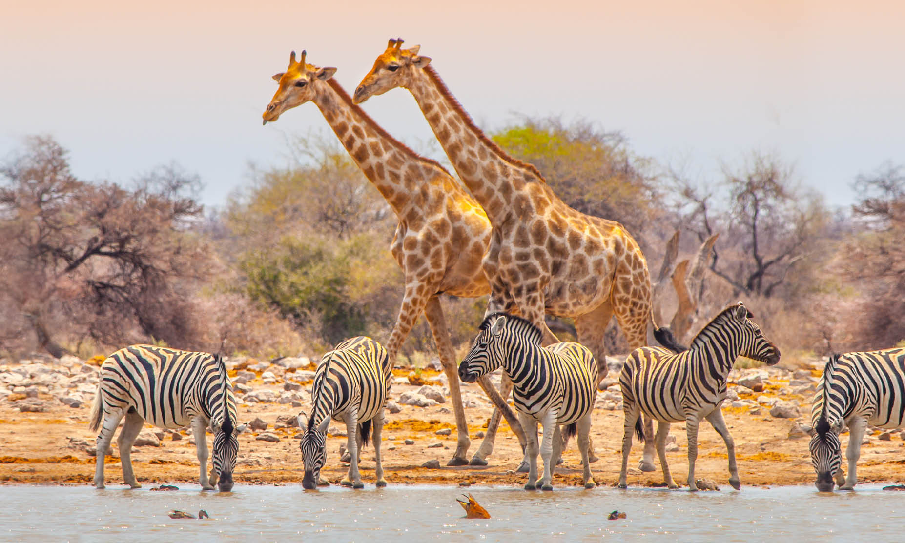 Etosha National Park wildlife