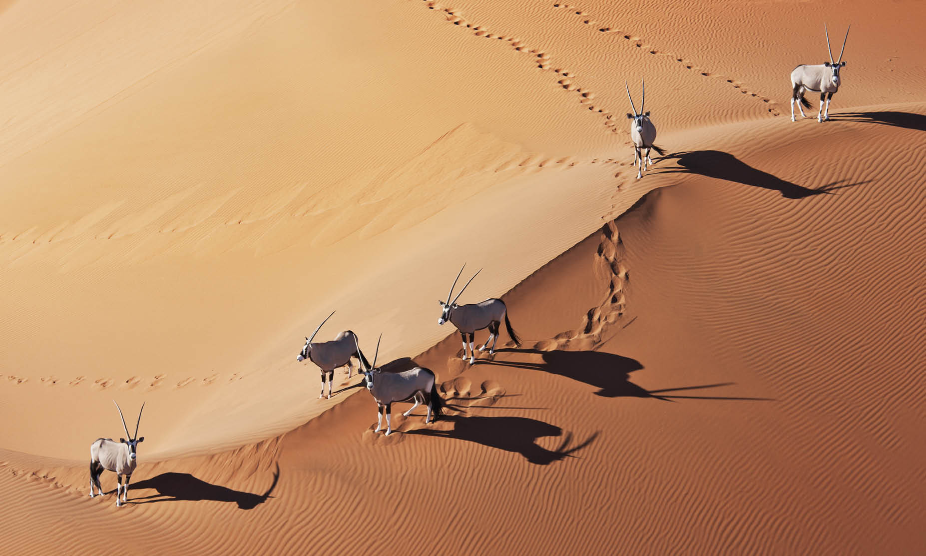 Gemsbok in Namibia desert
