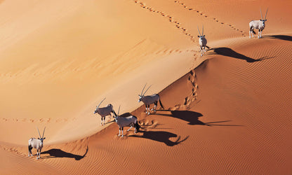 Gemsbok in Namibia desert