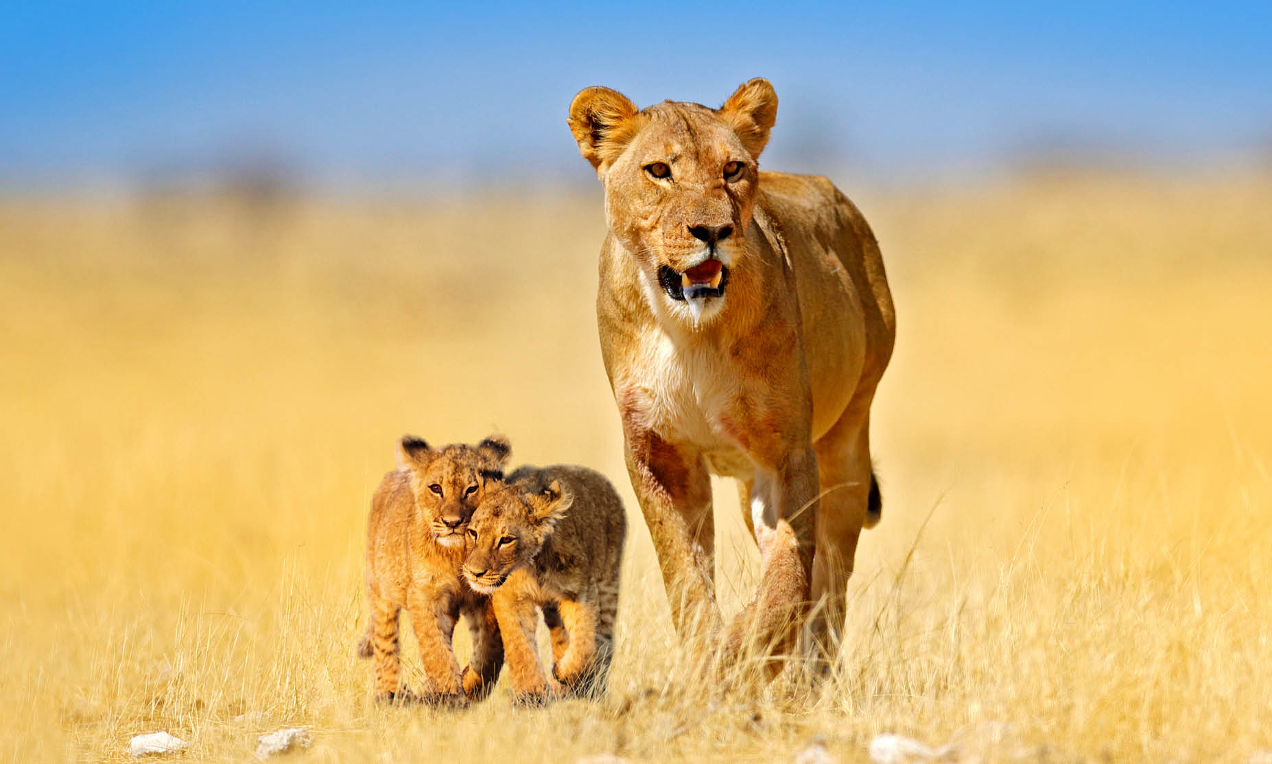 Lions in South Africa