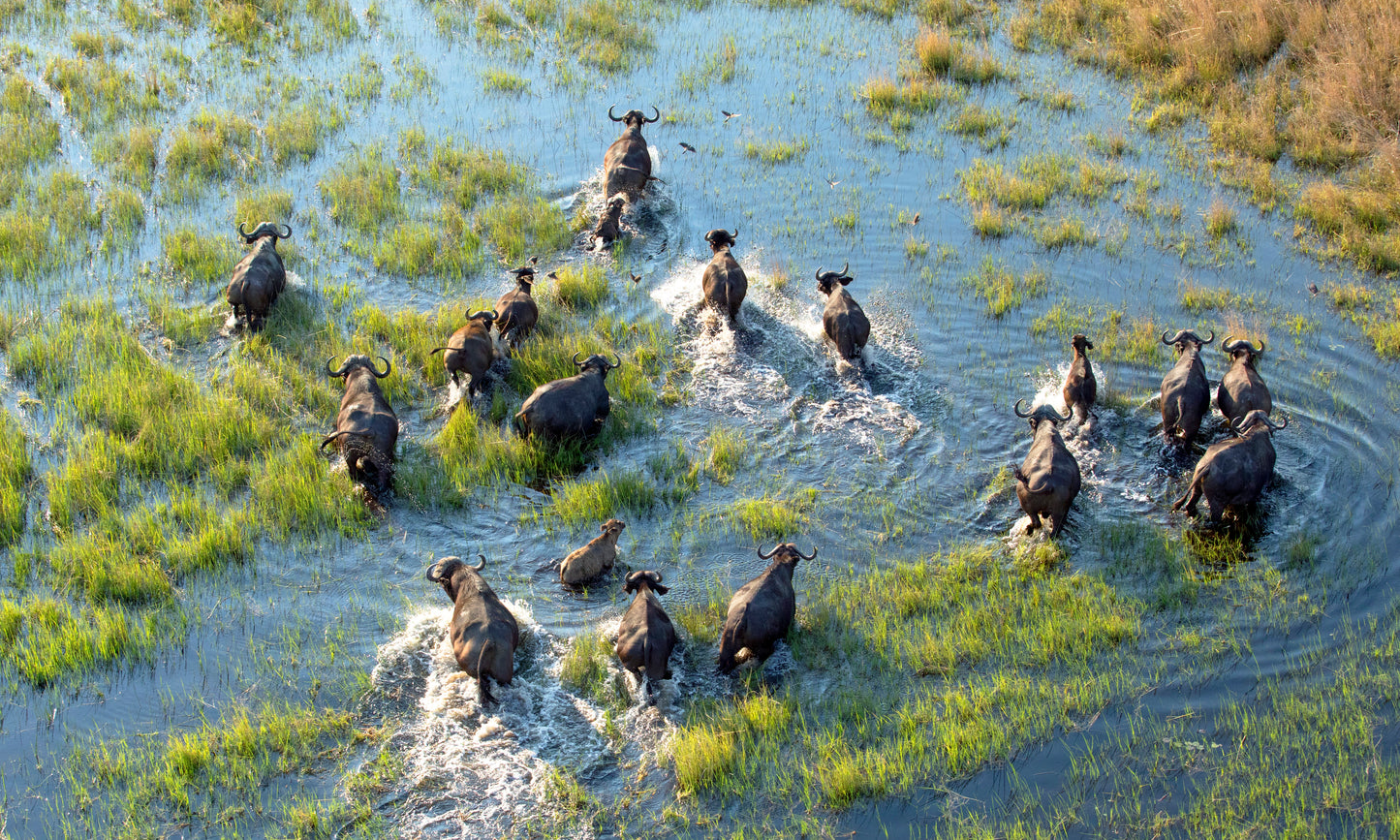 Buffalo in Kruger National Park