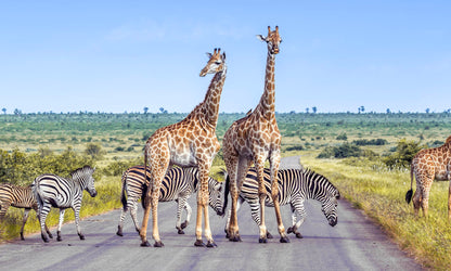 Kruger National Park crossing