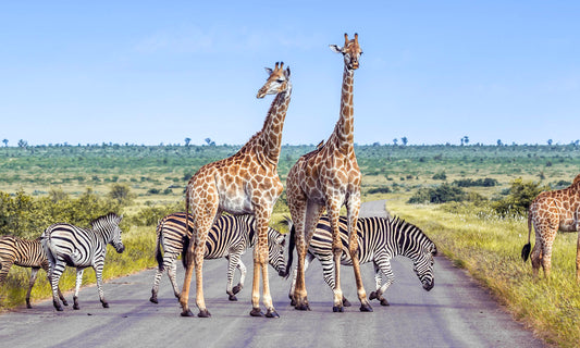 Kruger National Park crossing