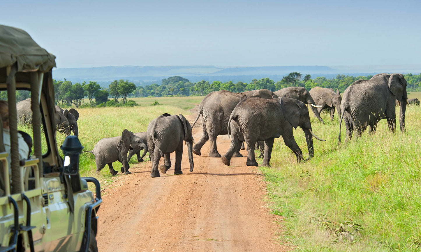 Kruger National Park elephants