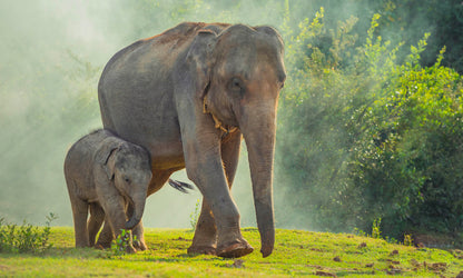 Phuket Elephant Sanctuary