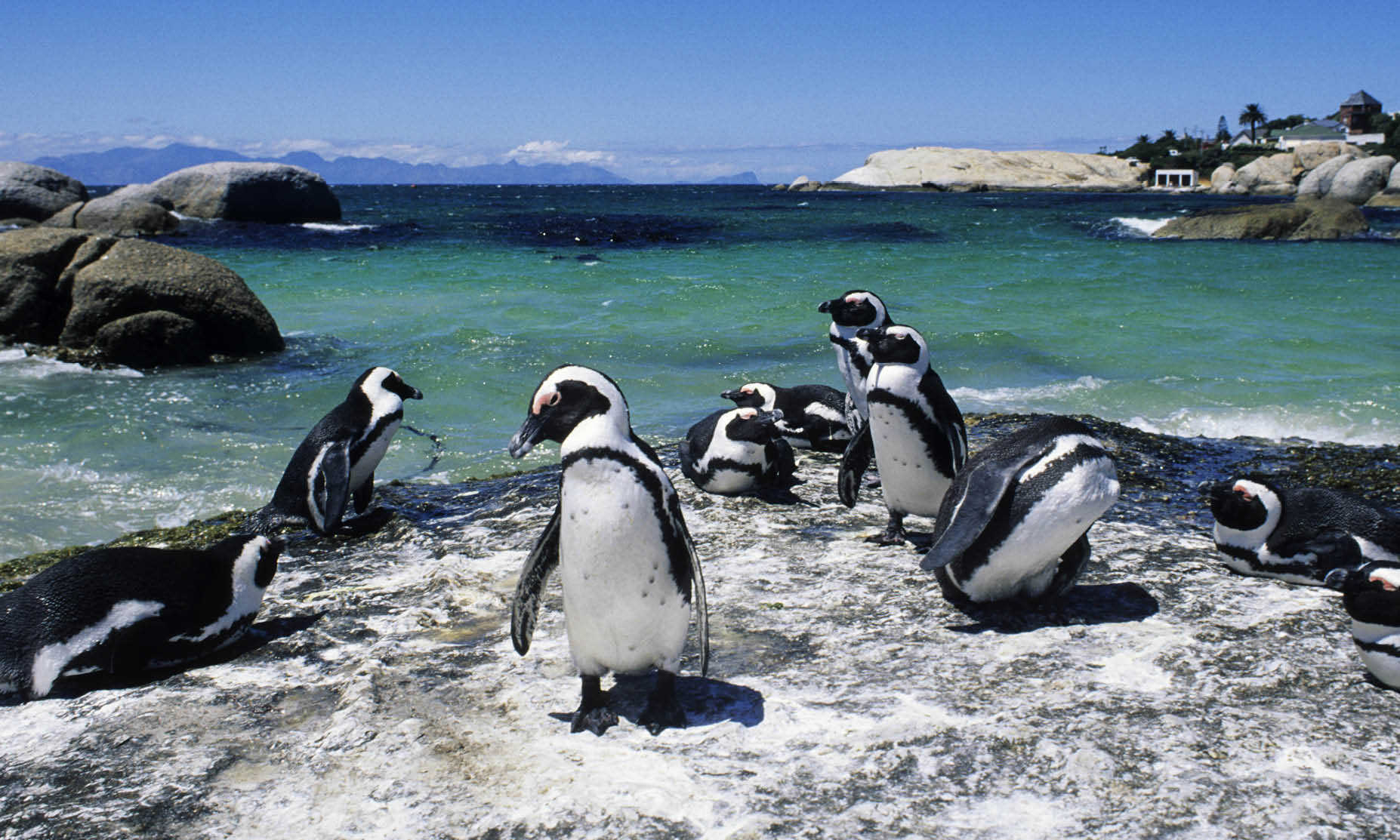 Penguins at Boulders Beach