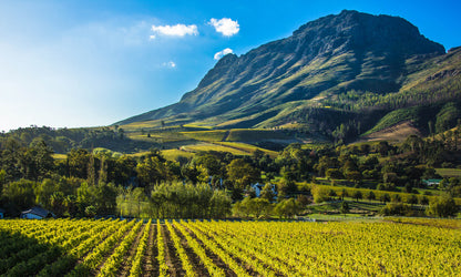 Stellenbosch Cape Winelands