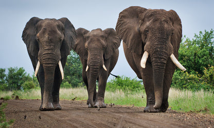 Elephants on safari