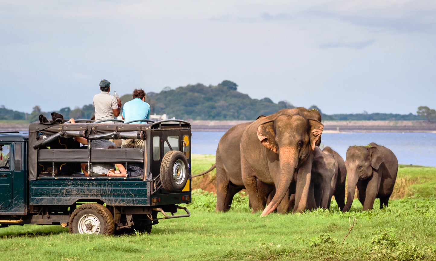 Sri Lankan elephants