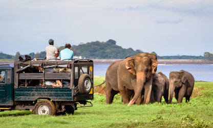 Sri Lankan elephants