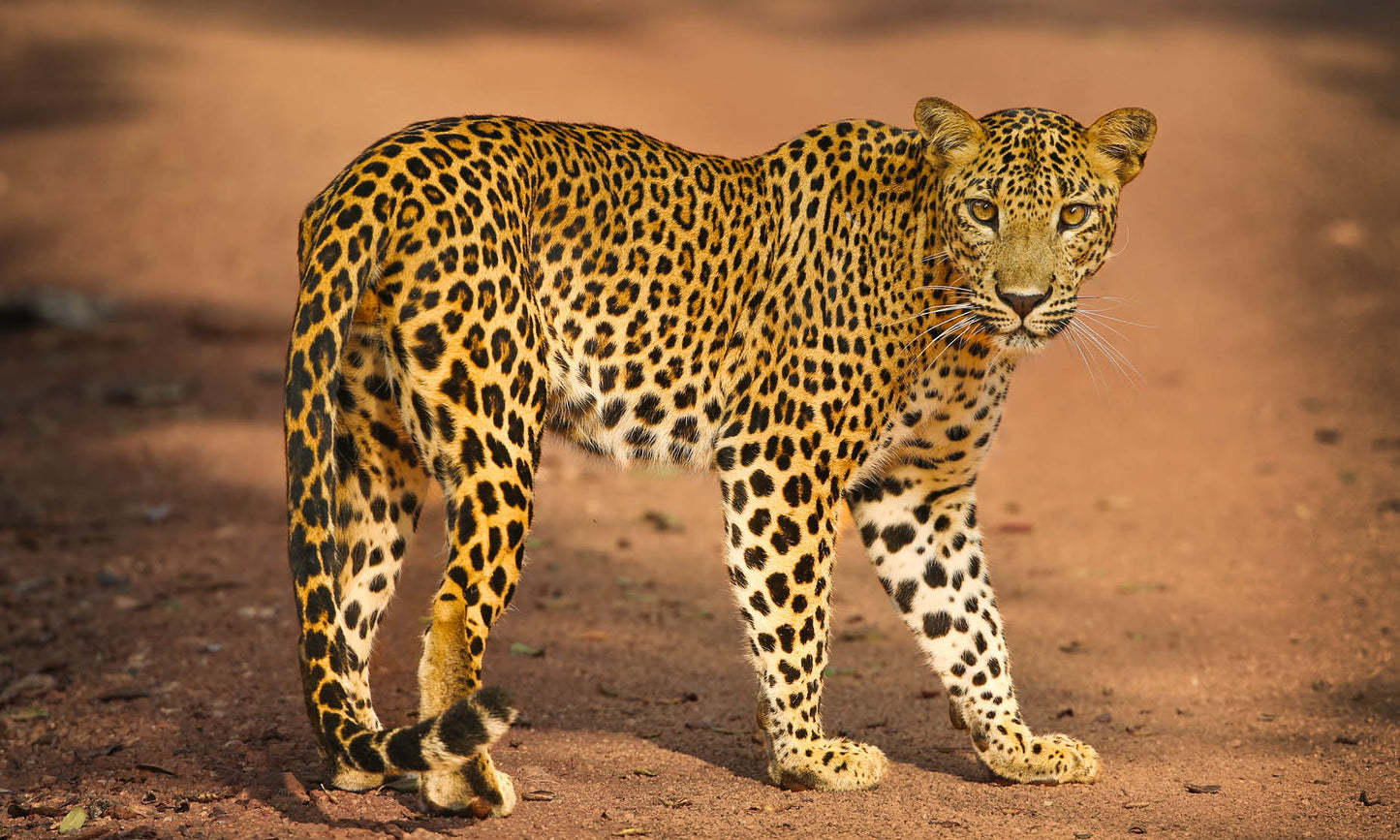 Leopard in Wilpattu National Park