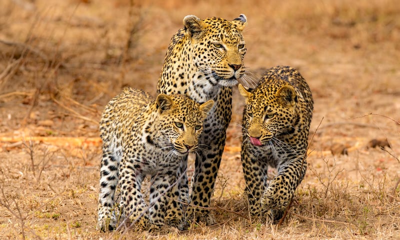 Kruger National Park & Mozambique