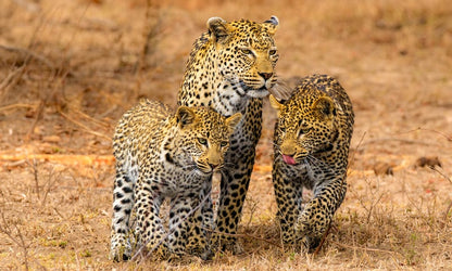 Kruger National Park & Mozambique