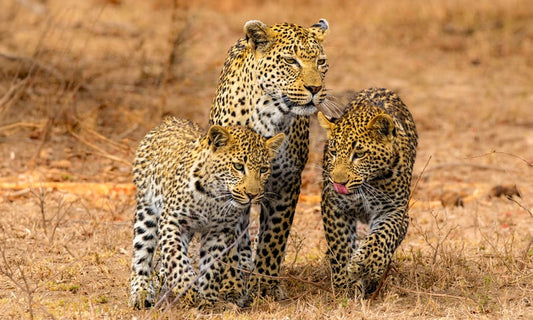Kruger National Park & Mozambique
