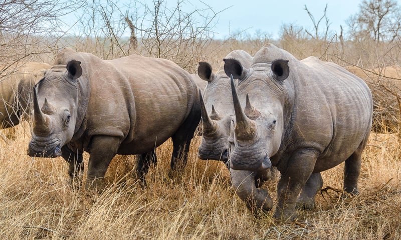 Kruger National Park & Mozambique image 4