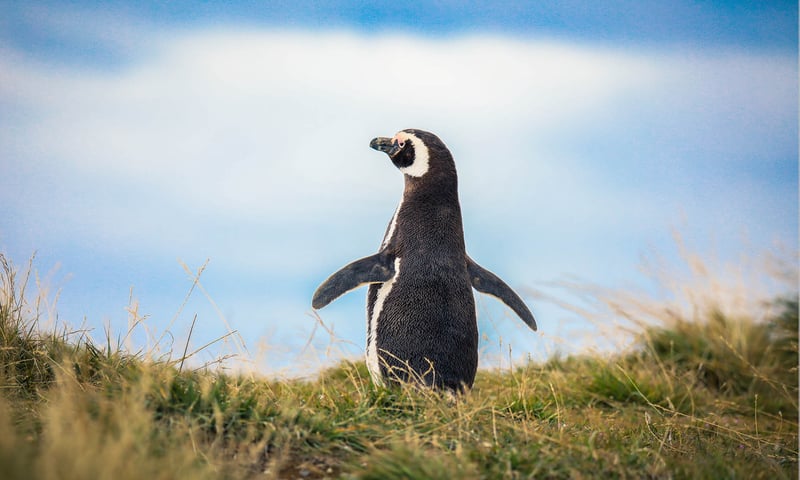 Seabourn Chilean Fjords Voyage image 3