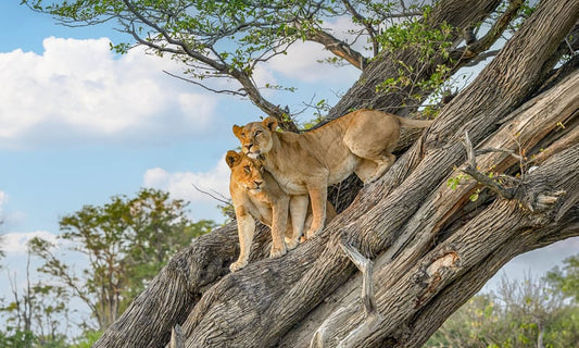 Botswana, Victoria Falls & Luxury Rail