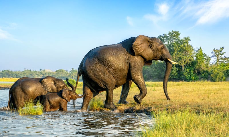 Botswana, Victoria Falls & Luxury Rail image 2